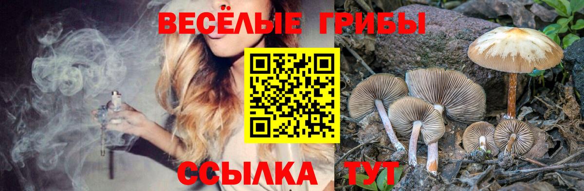 Псилоцибиновые грибы Psilocybe  Псилоцибиновые грибы прущие грибы  Вход с VPN  Белебей 